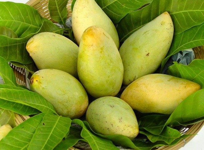 US to open door for Vietnamese mangoes - ảnh 1